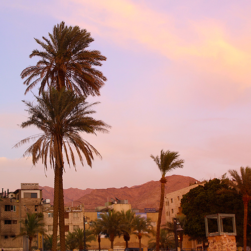 Palm tree in Aqaba, Jordan