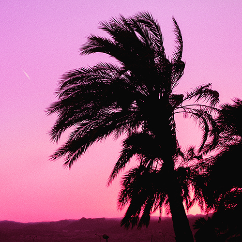 Surreal edit to picture of palm tree at sunset.