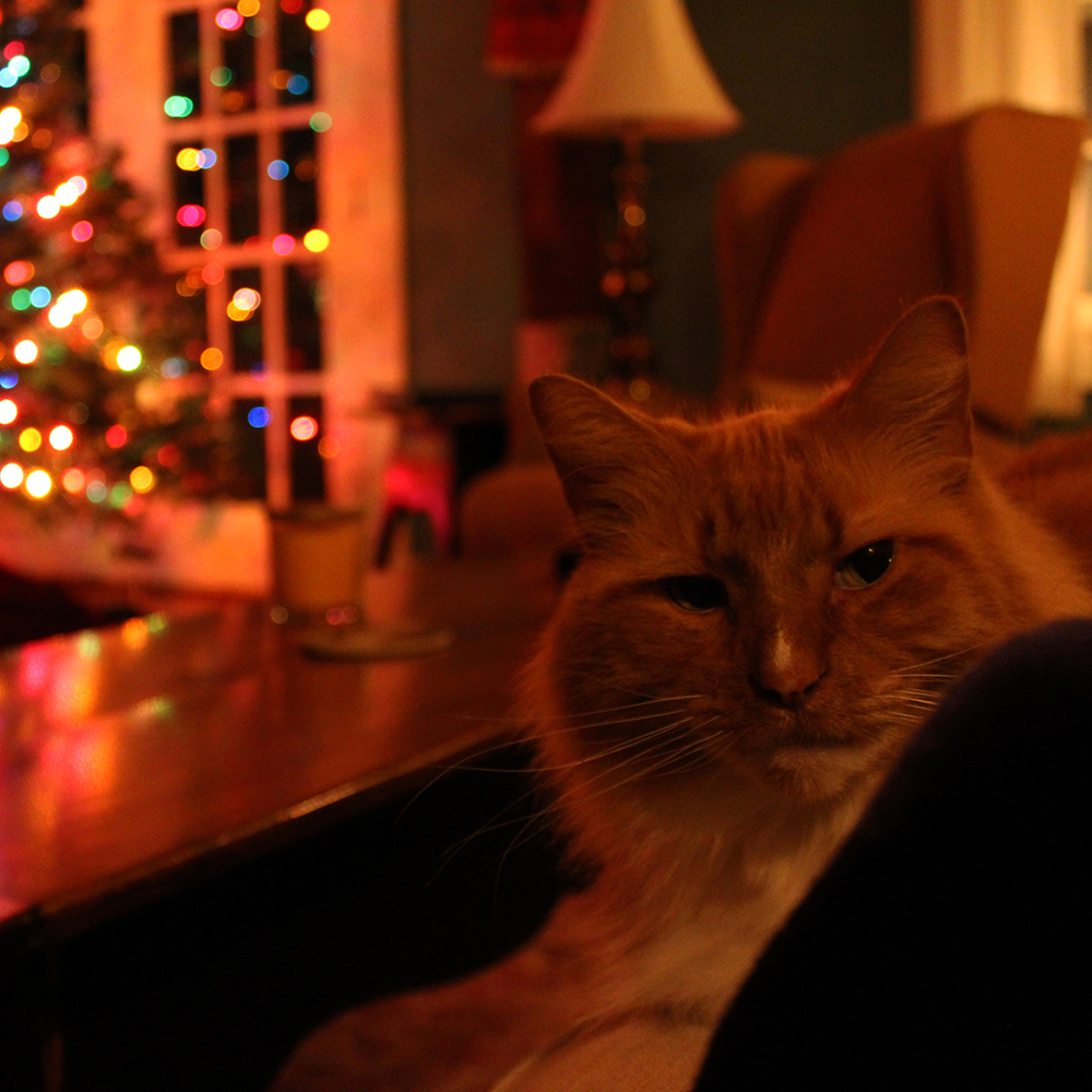 Cat with Christmas Tree in background